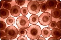 Получение стволовых гемопоэтических клеток
